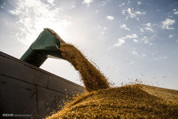خوزستان بیشترین خرید تضمینی گندم را در کشور داشته است