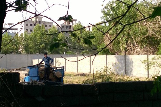 باغ کشی در یافت آباد؛ تاوان تاخیر در شناسنامه دار کردن باغات