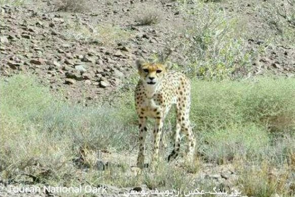 کراپ‌شده - یوزپلنگ ایرانی پارک ملی توران