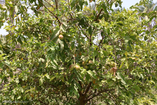 باغ زیتون در شهرستان هشت بندی