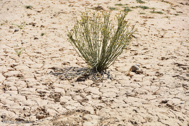 دشت قزوین تا ۱۰ سال دیگر خشک می شود