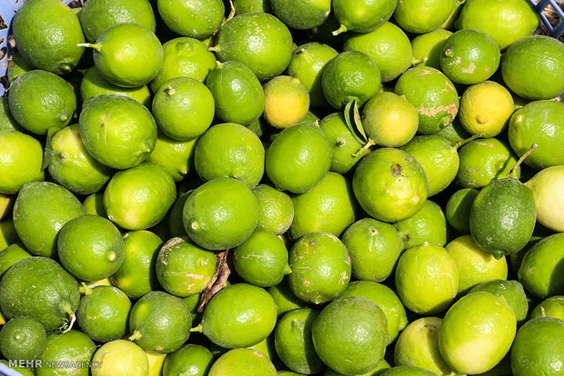 برداشت لیمو ترش در هشتبندی هرمزگان‎