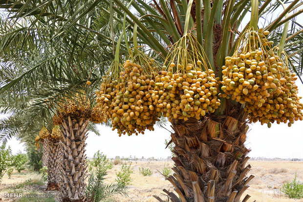 به ثمر نشستن نخلستان های هشت بندی هرمزگان