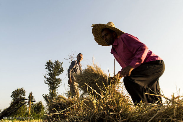 برداشت برنج از شالیزارهای گیلان