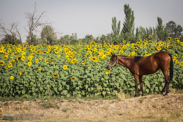 مزارع گلهای آفتاب گردان در تاکستان قزوین