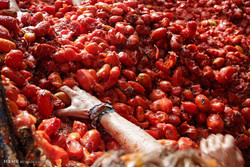 جشنواره جنگ گوجه فرنگی‎