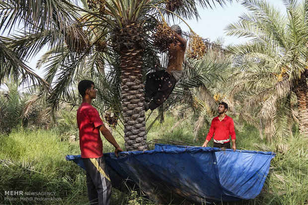 برداشت خرمای استعمران از نخلستانهای شادگان