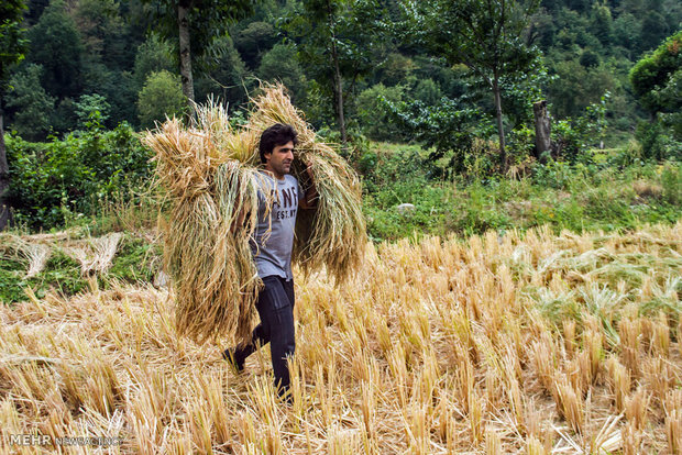 برداشت برنج در شالیزارهای چهاردانگه ساری 