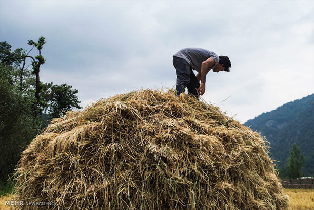 برداشت برنج در شالیزارهای چهاردانگه ساری 