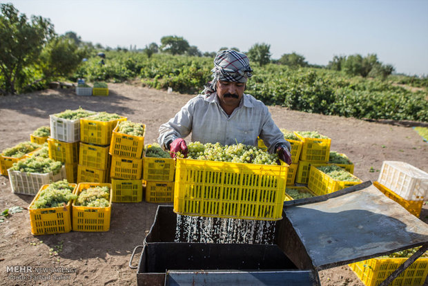 فصل برداشت انگور و تولید کشمش از باغ های تاکستان