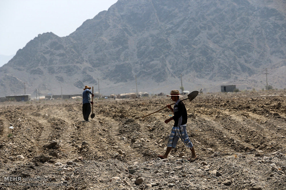 اراضی«خرد» مشکلِ «درشت» بخش کشاورزی/کلید اقتصادی کردن تولید چیست؟