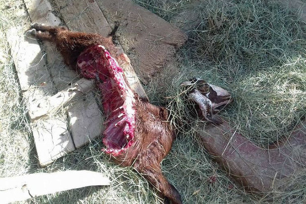 راز حملات حیوان جگرخوار به شهداد/ نصب دوربین های تله ای در شهر کراپشده - شهداد