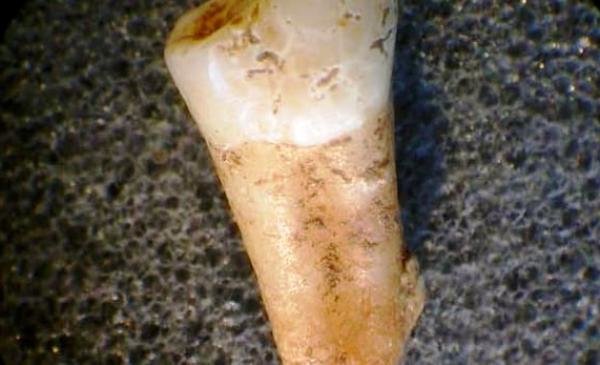 کشف بقایای دندان چندهزار ساله از یک گردشگر