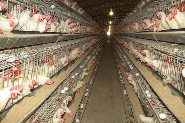 طرح کاهش وزن کشتار مرغ کلید خورد/کاهش هزینه تولید؛افزایش صادرات