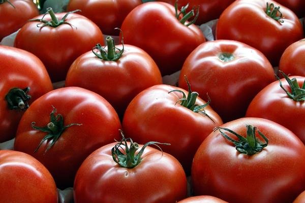 افزایش ماندگاری گوجه فرنگی با مهندسی ژنتیک