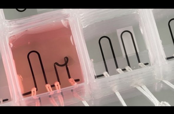 خلق یک ارگان زنده روی تراشه/ گامی نو در راه چاپ اعضای بدن