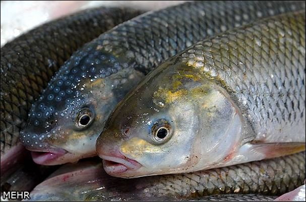 کاهش قیمت انواع ماهی در بازار