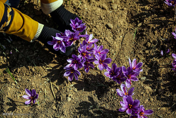 برداشت زعفران در شهرستان های تربت حیدریه و زاوه 