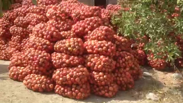دو هزارتن انار داراب روی دست باغداران