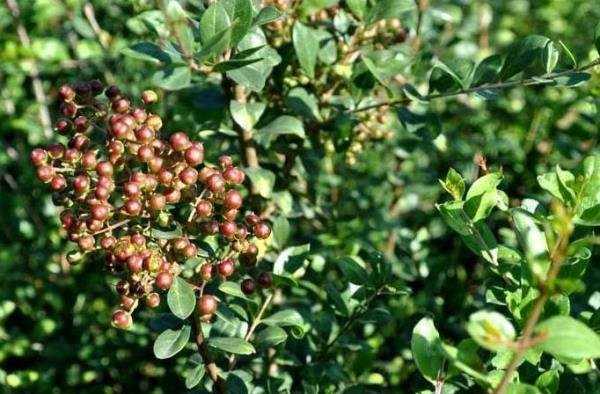 Image result for حنای که صورت دلالان را قرمز می کند