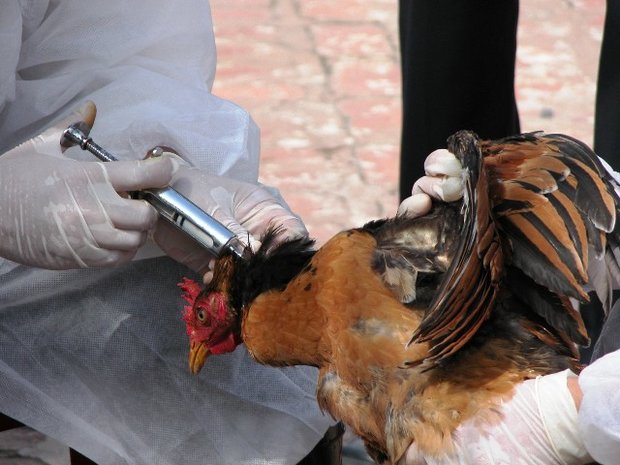 مرغداری‌های آلوده به ویروس آنفلوانزای مرغی چگونه معدوم می‌شوند؟