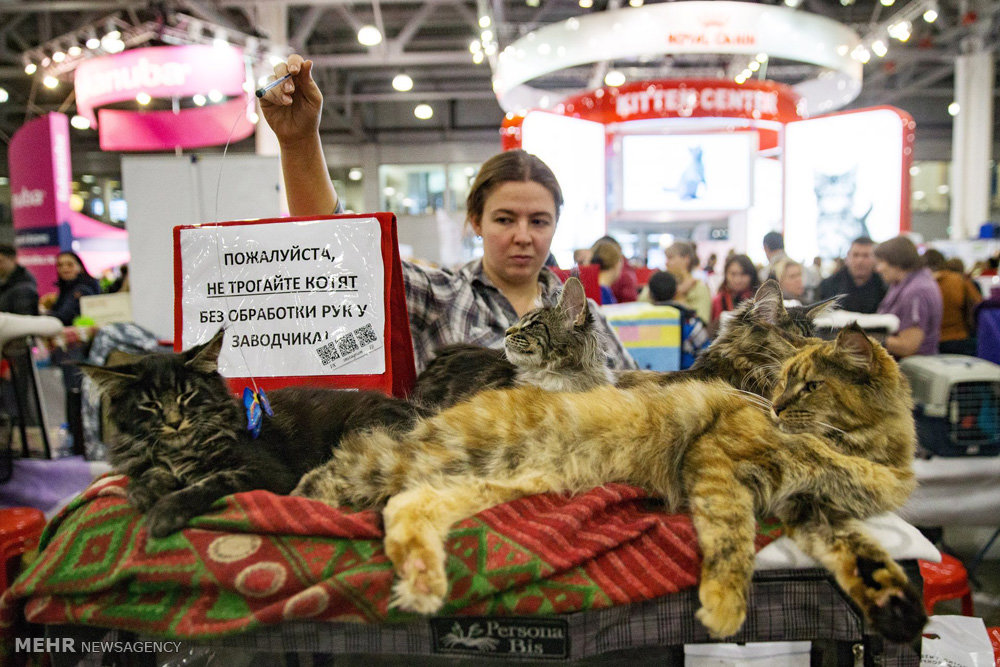 نمایشگاه گربه ها در مسکو‎