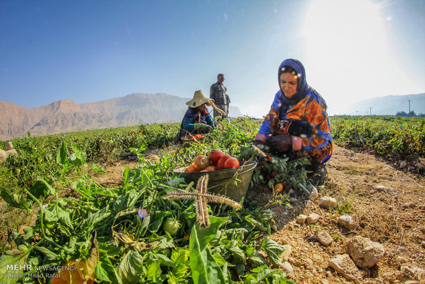 برداشت گوجه فرنگی در استان بوشهر