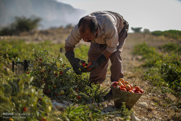 پای کشاورزان در افت قیمت گوجه‌فرنگی گیر است/ الگوی کشت رعایت نشد