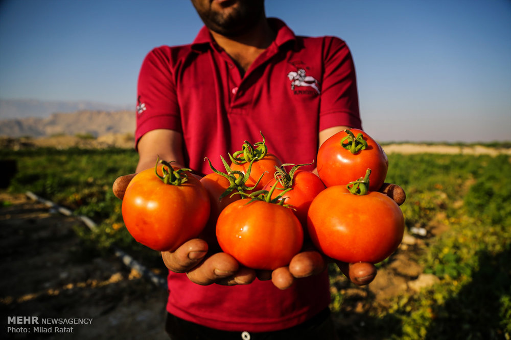 برداشت گوجه فرنگی در استان بوشهر