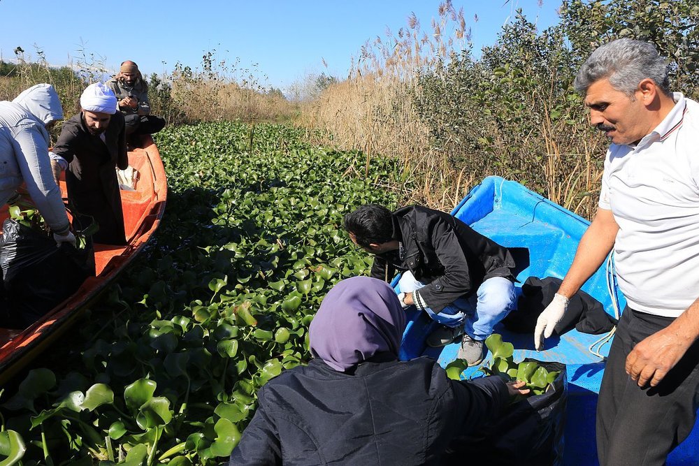 Water Hyacinth, Threat to Iranian Freshwater Resources