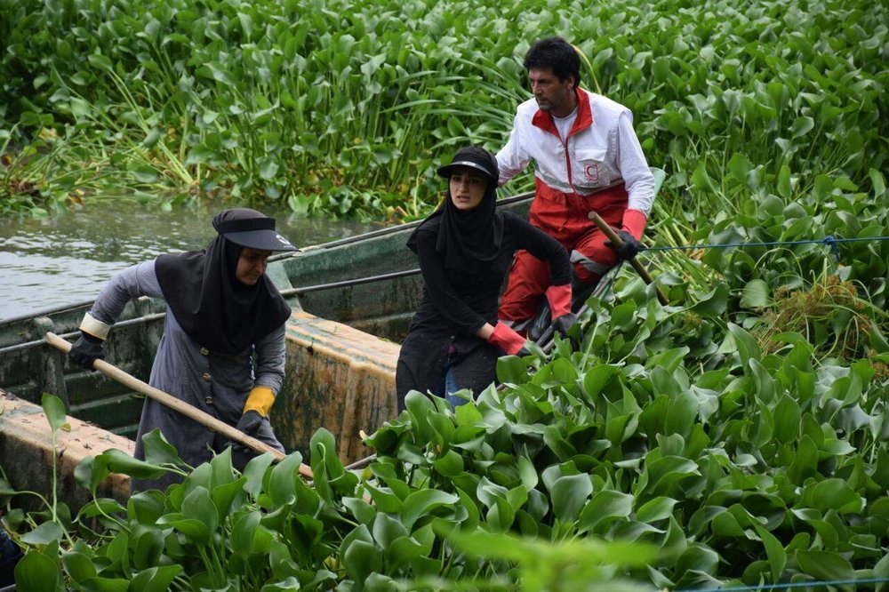 Water Hyacinth, Threat to Iranian Freshwater Resources