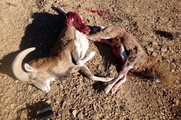 کراپ‌شده - دستگیری شکارچی در سرخه - سلاح غیرمجاز - لاشه شکار کل و قوچ