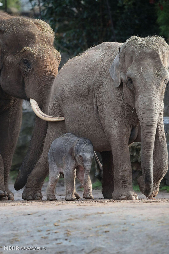 تولد بچه فیل در باغ وحش چستر‎