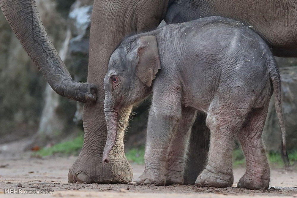 تولد بچه فیل در باغ وحش چستر‎