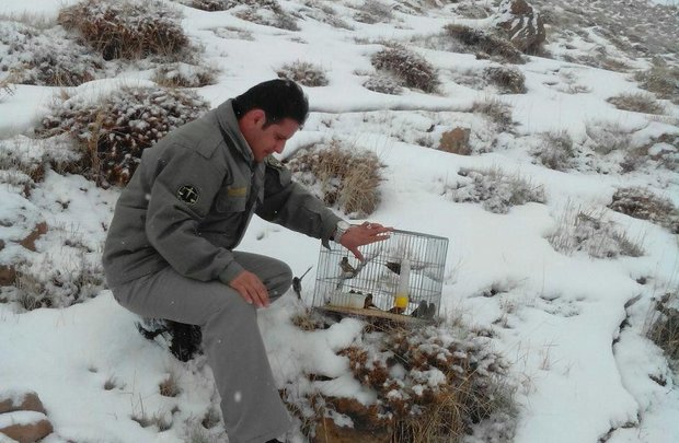 دستگیری صیاد پرندگان زینتی