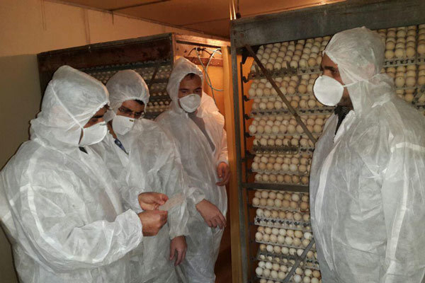 افزایش نگرانی در خصوص شیوع آنفلوانزا از طریق کودهای مرغی افزایش نگرانی در خصوص شیوع آنفلوانزا از طریق کودهای مرغی