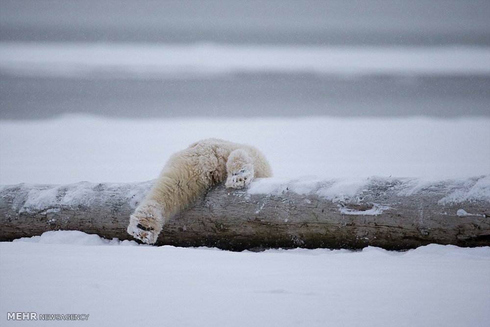 بچه خرس های قطبی بازیگوش