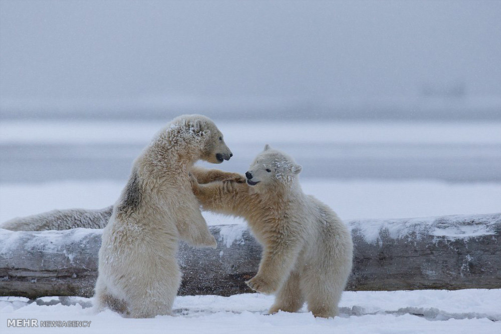 بچه خرس های قطبی بازیگوش