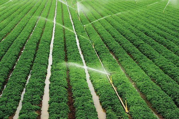 ۳۵ درصد محصولات کشاورزی کشور آلودگی شیمیایی دارند