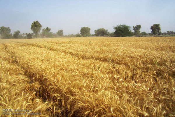 تولید پایدار گندم در اردبیل/۸ هزار تن برنج «مغان» برداشت شد