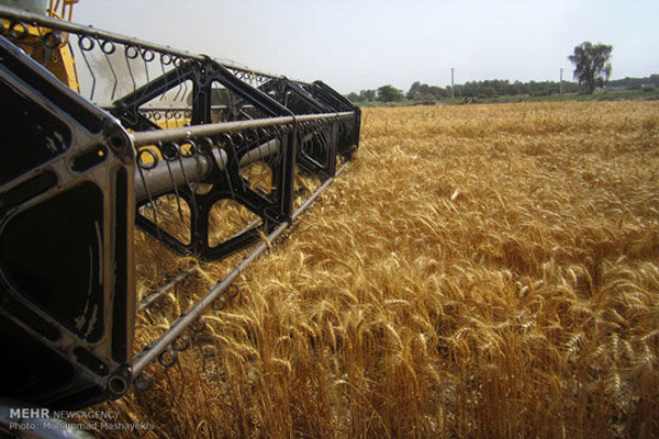 کاهش ۱۴۰ هزارتنی گندم دراستان زنجان