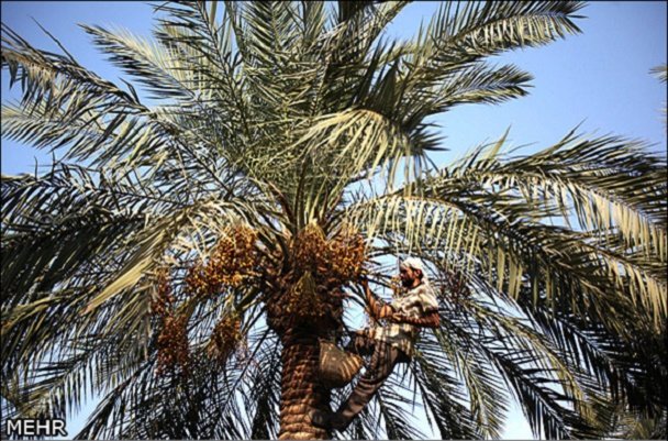 نخل خرما خارک