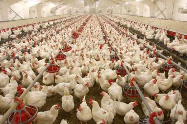 ازسرگیری صادرات مرغ به عراق و افغانستان