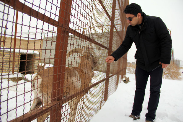 باغ وحش ارومیه 