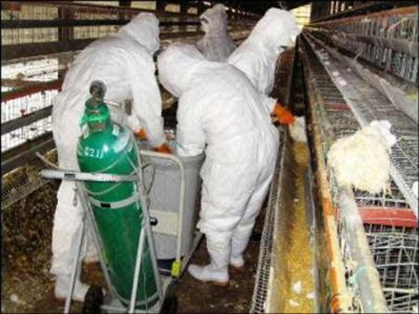 ورود آنفلوآنزای پرندگان به کهگیلویه وبویراحمد/ هزار مرغ معدوم شد 8