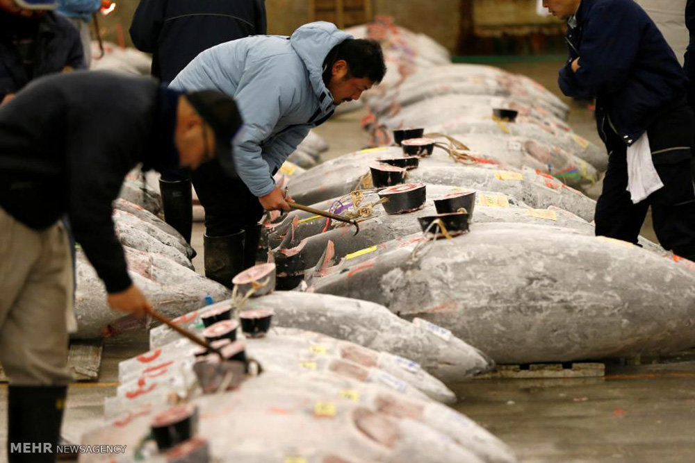 بازار ماهی تن در ژاپن‎