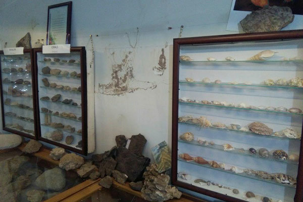 نگهداری دوهزار فسیل در یک باغ/ موزه‌داری تجربی و چالش صحت‌سنجی