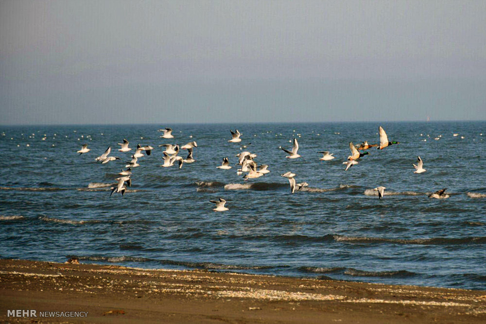 پرندگان مهاجر در تالاب ها و سواحل شهرستان مرزی آستارا