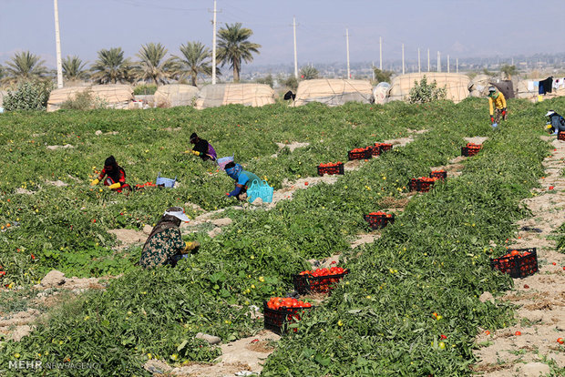 برداشت گوجه فرنگی در مزارع هشت بندی هرمزگان
