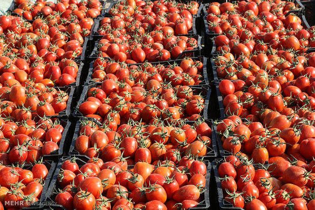 برداشت گوجه فرنگی در مزارع هشت بندی هرمزگان
